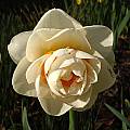Narcissus 'Gay Kybo', Jay Yourch [Shift+click to enlarge, Click to go to wiki entry]