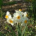 Narcissus 'Geranium', Angelo Porcelli