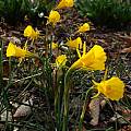 Narcissus 'Golden Bells'Group, Jay Yourch