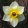 Narcissus &#039;Golden Echo&#039;, Jay Yourch [Shift+click to enlarge, Click to go to wiki entry]
