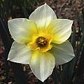 Narcissus 'Golden Echo', Jay Yourch