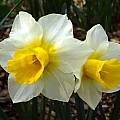 Narcissus 'Golden Echo', Jay Yourch Narcissus 'Golden Echo', Jay Yourch