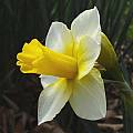 Narcissus 'Golden Echo', Jay Yourch Narcissus 'Golden Echo', Jay Yourch