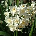 Narcissus 'Grand Primo', Angelo Porcelli