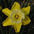 Narcissus &#039;Hillstar&#039;, Jay Yourch [Shift+click to enlarge, Click to go to wiki entry]