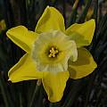 Narcissus 'Hillstar', Jay Yourch