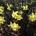 Narcissus 'Hillstar', Jay Yourch Narcissus 'Hillstar', Jay Yourch