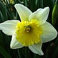 Narcissus &#039;Ice Follies&#039;, Jay Yourch [Shift+click to enlarge, Click to go to wiki entry]
