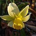 Narcissus 'Jack Snipe', Jay Yourch