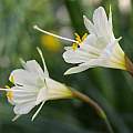 Narcissus 'Joan Stead', Ian Young [Shift+click to enlarge, Click to go to wiki entry]
