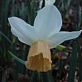 Narcissus &#039;Katie Heath&#039;, Jay Yourch [Shift+click to enlarge, Click to go to wiki entry]