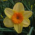Narcissus &#039;Kedron&#039;, Jay Yourch [Shift+click to enlarge, Click to go to wiki entry]