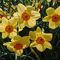 Narcissus 'Kedron', Jay Yourch Narcissus 'Kedron', Jay Yourch