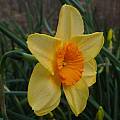 Narcissus 'Kedron', Jay Yourch