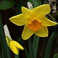 Narcissus 'Kinglet', David Pilling [Shift+click to enlarge, Click to go to wiki entry]