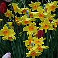 Narcissus 'Kinglet', David Pilling Narcissus 'Kinglet', David Pilling
