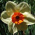 Narcissus 'Kissproof', Jay Yourch