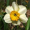 Narcissus 'La Belle', Jay Yourch [Shift+click to enlarge, Click to go to wiki entry]