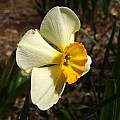 Narcissus 'La Belle', Jay Yourch Narcissus 'La Belle', Jay Yourch