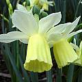 Narcissus 'Lemon Drops', Jay Yourch