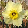 Narcissus 'Mint Julep', Jay Yourch