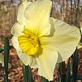 Narcissus 'Mint Julep', Jay Yourch
