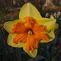 Narcissus 'Mondragon', Division 11, Jay Yourch