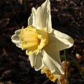 Narcissus 'O'Bodkin', Jay Yourch