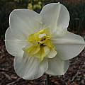 Narcissus 'Papillon Blanc', Jay Yourch