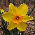 Narcissus &#039;Pappy George&#039;, Jay Yourch [Shift+click to enlarge, Click to go to wiki entry]