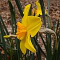 Narcissus 'Pappy George', Jay Yourch