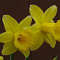 Narcissus 'Peeping Jenny', 14th April 2013, David Pilling [Shift+click to enlarge, Click to go to wiki entry]