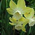 Narcissus 'Pipit', Janos Agoston