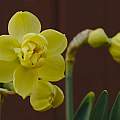 Narcissus 'Primrose Beauty', 29th April 2013, David Pilling