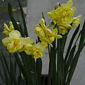 Narcissus 'Primrose Beauty', 1st May 2013, David Pilling