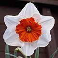 Narcissus &#039;Professor Einstein&#039; 24th March 2014, David Pilling [Shift+click to enlarge, Click to go to wiki entry]