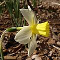 Narcissus 'Pueblo', Jay Yourch