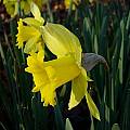 Narcissus 'Rijnveld's Early Sensation', Jay Yourch