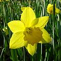 Narcissus 'Saint Keverne', Jay Yourch