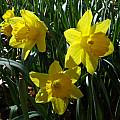 Narcissus 'Saint Keverne', Jay Yourch