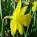 Narcissus 'Saint Keverne', Jay Yourch Narcissus 'Saint Keverne', Jay Yourch