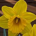 Narcissus 'Saint Victor' 1st April 2014, David Pilling
