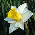 Narcissus 'Salome', Jay Yourch Narcissus 'Salome', Jay Yourch