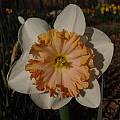 Narcissus &#039;Sentinel&#039;, Jay Yourch [Shift+click to enlarge, Click to go to wiki entry]