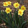 Narcissus 'Serola', Jay Yourch Narcissus 'Serola', Jay Yourch