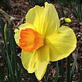 Narcissus 'Serola', Jay Yourch Narcissus 'Serola', Jay Yourch