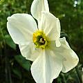 Narcissus 'Sinopel', Jay Yourch
