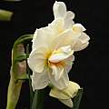 Narcissus 'Sir Winston Churchill' 4th April 2014, David Pilling