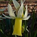 Narcissus 'Snipe', Jay Yourch