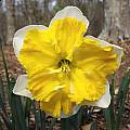 Narcissus &#039;Sovereign&#039;, Jay Yourch [Shift+click to enlarge, Click to go to wiki entry]